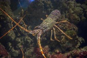 mediterranean lobster while hunting underwater photo