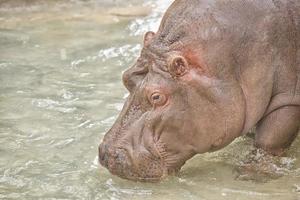 hippopotamus portrait in the water photo