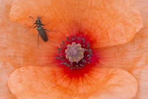 insect inside red poppy photo