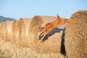 Dog puppy cocker spaniel jumping from wheat ball photo