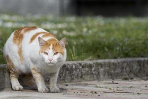 An isolated cat looking at you photo