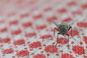 fly macro while eating photo