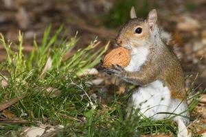 Squirrel portrait close-up photo