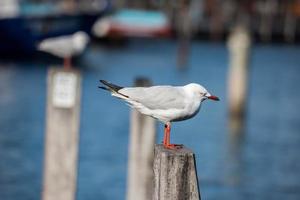 seagull on harbor background photo