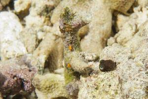 Bobcat Squid cuttlefish underwater photo