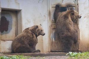 Black grizzly bears photo