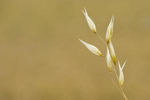 spike on wheat background photo