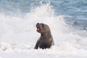 león marino en la playa patagonia foto