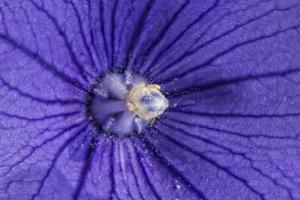 pistilo blanco dentro de la flor violeta foto