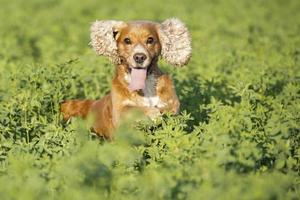 Dog puppy cocker spaniel jumping photo