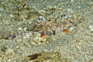 A colorful hermit crab photo