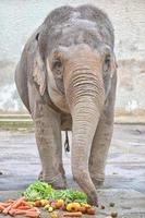 elephant eating veggies photo