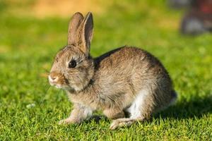 Young puppy Jack rabbit hare wild bunny photo