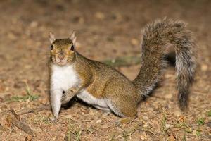 A grey squirrel looking at you photo