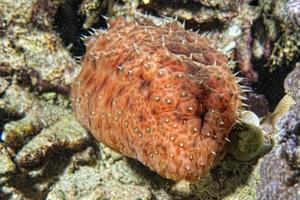 Red holothurian underwater photo