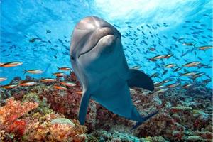 dolphin underwater on reef close up look photo