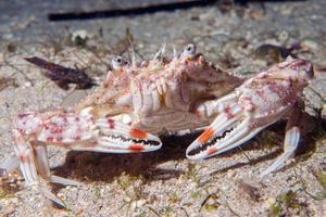 crab portrait on sand underwater photo