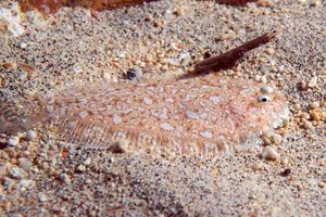 flat fish hiding in the sand in indonesia photo