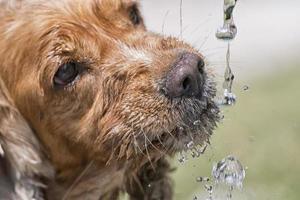 Dog puppy cocker spaniel drinking photo