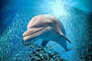 dolphin underwater on blue ocean background photo