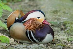 Isolated Mandarin Duck while looking at you photo