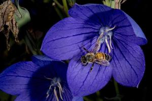 bee flying to you from flower photo
