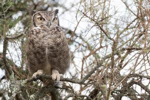 Grey owl portrait while looking at you photo