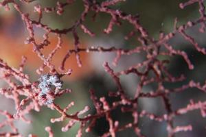 Bargibanti Pigmy Sea Horse the smallest in the world in Papua photo