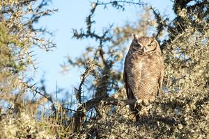 Grey owl portrait while looking at you photo