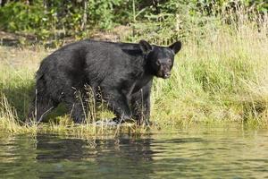 oso negro en alaska foto