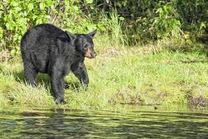 Black Bear in Alaska photo