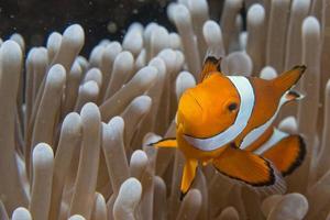 Clown fish while looking at you from anemone photo