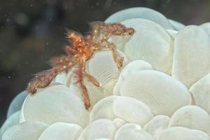 Red orang utan crab on bubble coral macro photo