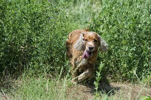 happy puppy dog running to you photo