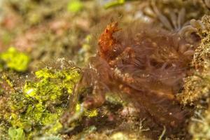 Red orang utan crab on hard coral macro photo