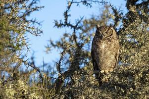 Grey owl portrait while looking at you in patagonia argentina photo