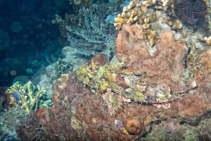 Scorpion Lion fish portrait photo