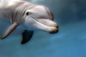 dolphin underwater looking at you photo