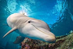 dolphin underwater on ocean background photo