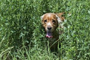 happy puppy dog running to you photo