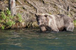 Grizzly bear in alaska river photo