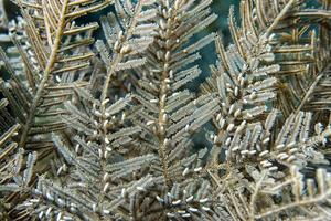 crinoideo bajo el agua mientras bucea foto