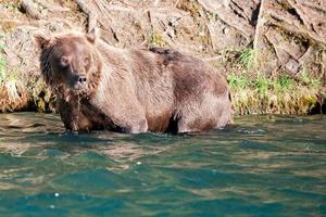 un oso grizzly aislado mirándote en el río ruso alaska foto