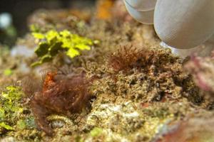 Red orang utan crab on hard coral macro photo