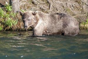Grizzly bear in alaska river photo