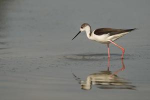 Isolated  black winged stilt while fishing photo