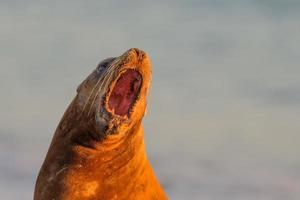 león marino en la playa patagonia foto