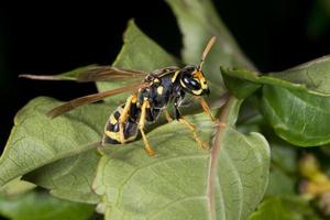 Wasp looking at you on green leaf photo