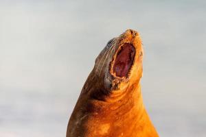 Male sea lion seal while roaring photo