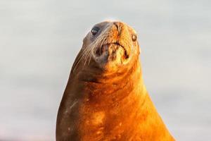 león marino en la playa patagonia foto